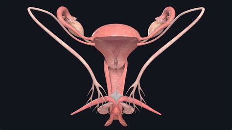 The Vagina: Anatomy and 3D Illustrations